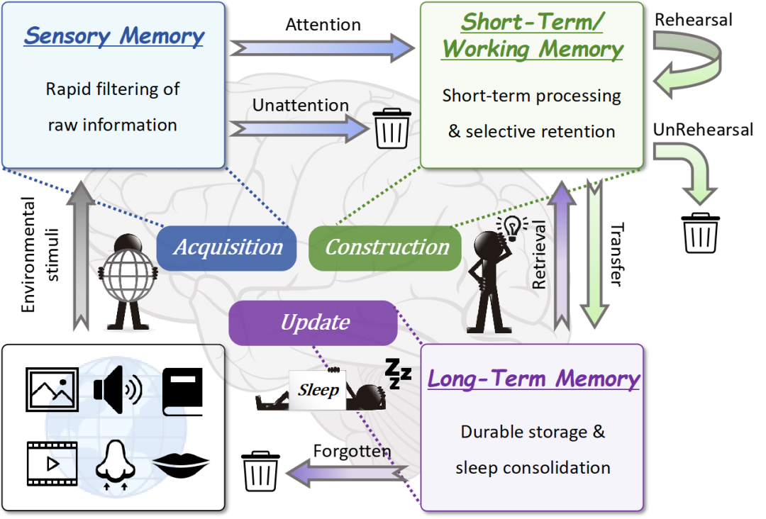 null 图2: Atkinson-Shiffrin 人类记忆三阶段模型,LightMem的理论灵感来源
